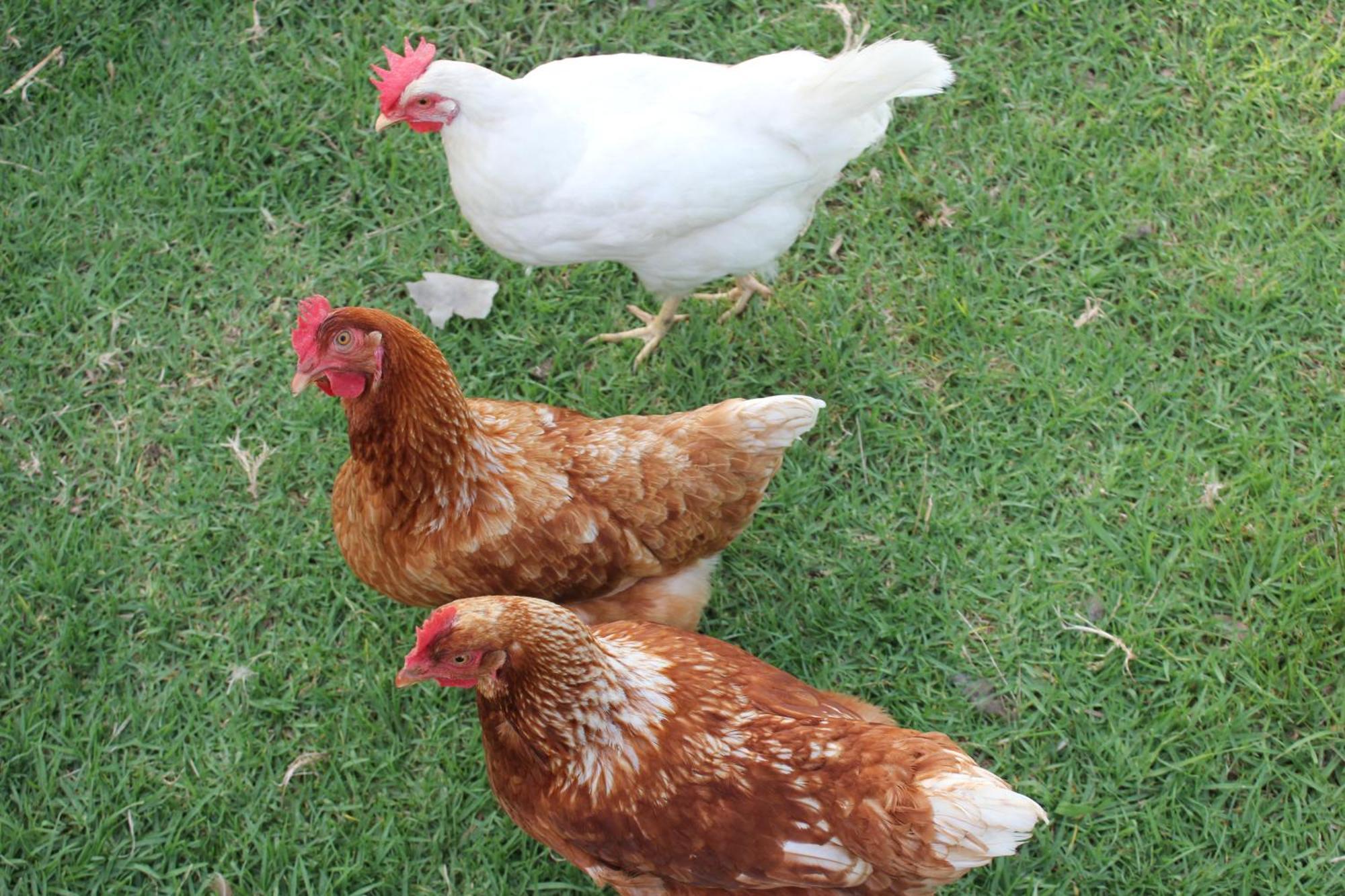 Bryn Glas Farm Stay Moruya Zewnętrze zdjęcie