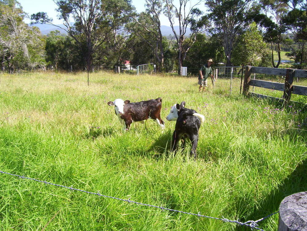 Bryn Glas Farm Stay Moruya Zewnętrze zdjęcie