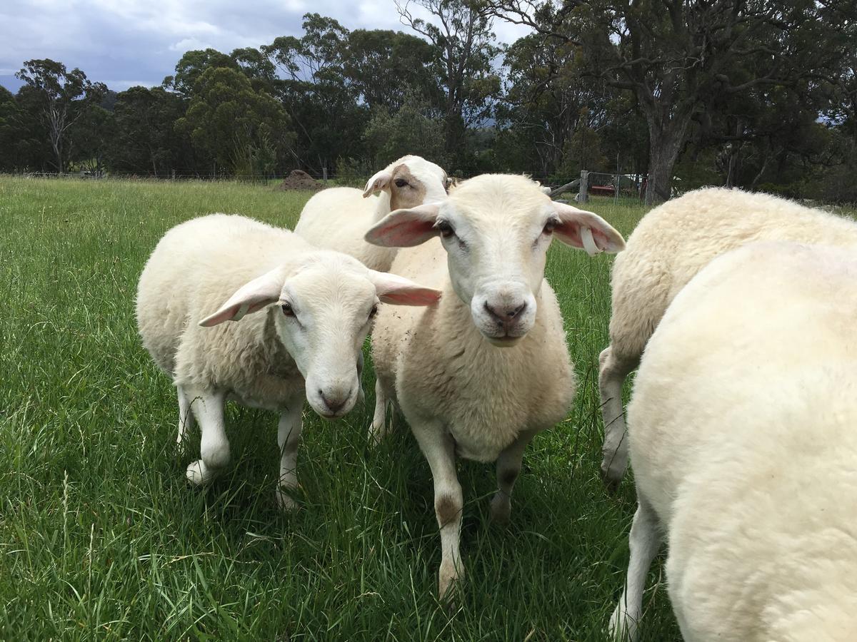 Bryn Glas Farm Stay Moruya Zewnętrze zdjęcie