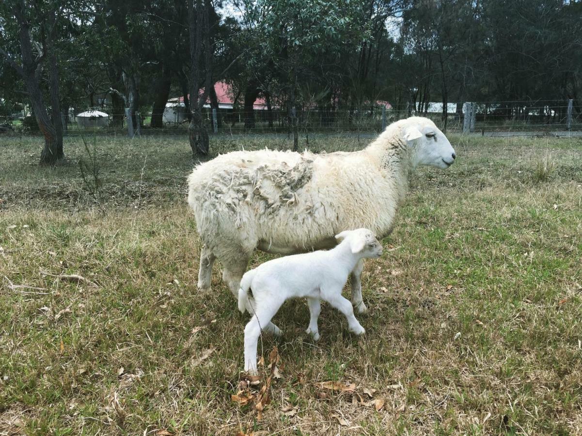 Bryn Glas Farm Stay Moruya Zewnętrze zdjęcie